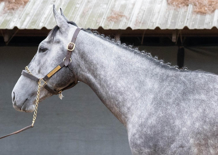 Fasig-Tipton Digital: Ya está abierta la subasta flash de SILVER PRINCE