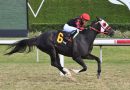 ASHIMA a revalidar su triunfo en la Sunshine Filly & Mare Turf