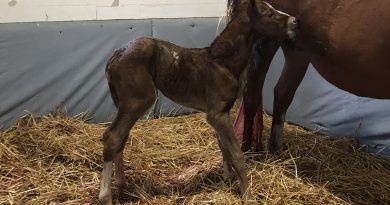 Nace el primer producto de CHAMPIONS DREAM en Pleasant Acres Stallions