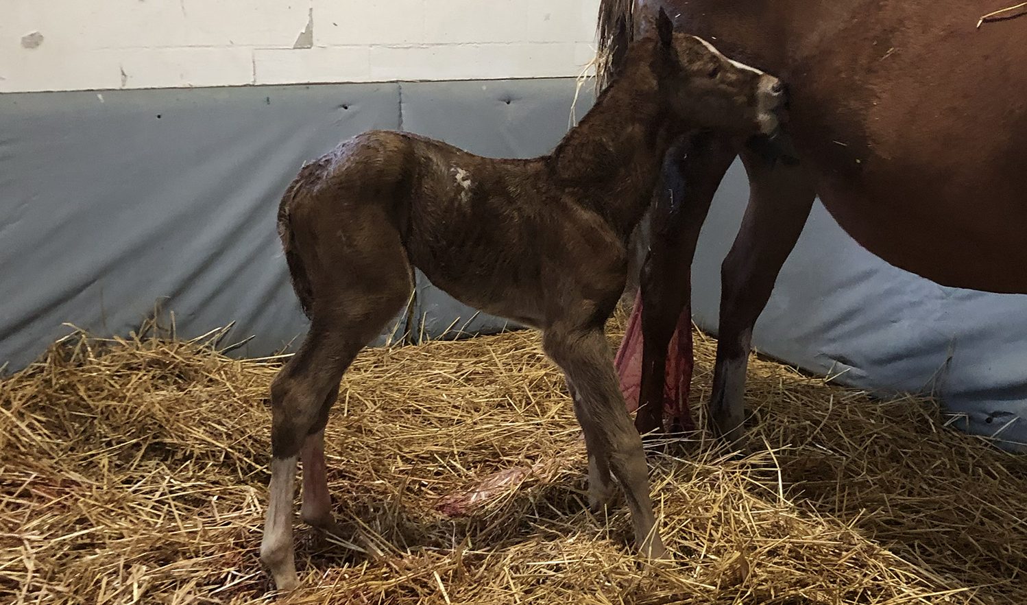 Nace el primer producto de CHAMPIONS DREAM en Pleasant Acres Stallions