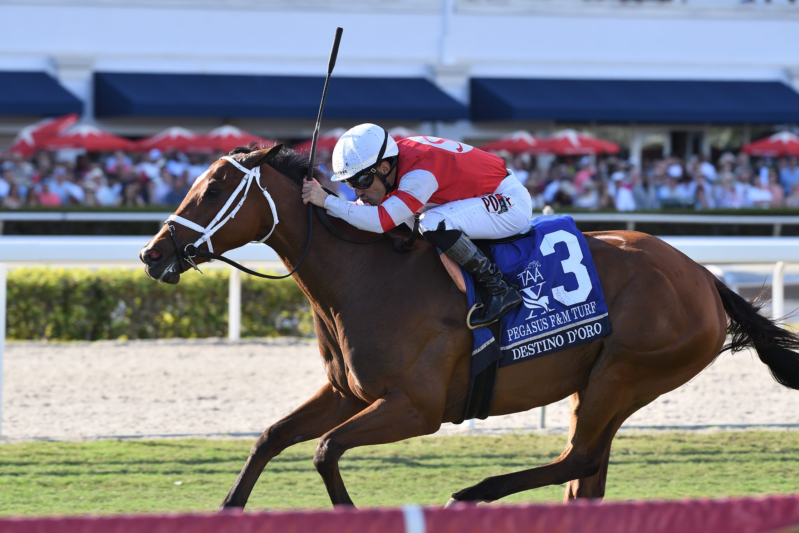 DESTINO D’ORO cae fuerte al final para ganar el Pegasus World Cup Filly y Mare Turf Invitational (G2)