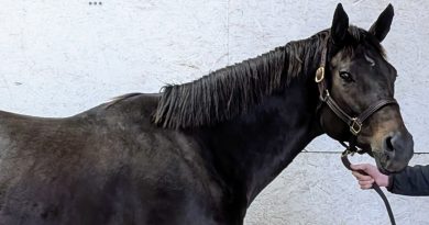 La madre de Surprsinglyperfect es retirada a Mareworthy Charities La madre de Surprsinglyperfect es retirada a Mareworthy Charities