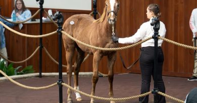Hija de TAIBA encabeza la Venta Mixta de Invierno de OBS en enero, protagonizando una jornada memorable para Bayer Hija de TAIBA encabeza la Venta Mixta de Invierno de OBS en enero, protagonizando una jornada memorable para Bayer
