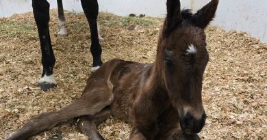 Nace el primer producto de MR. FISK