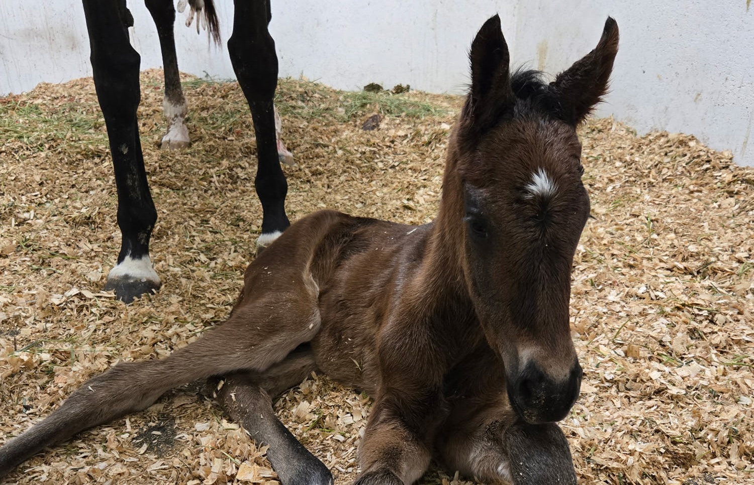 Nace el primer producto de MR. FISK