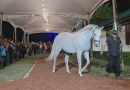 Todo un éxito la Presentación 2026 del Pleasant Acres Stallions