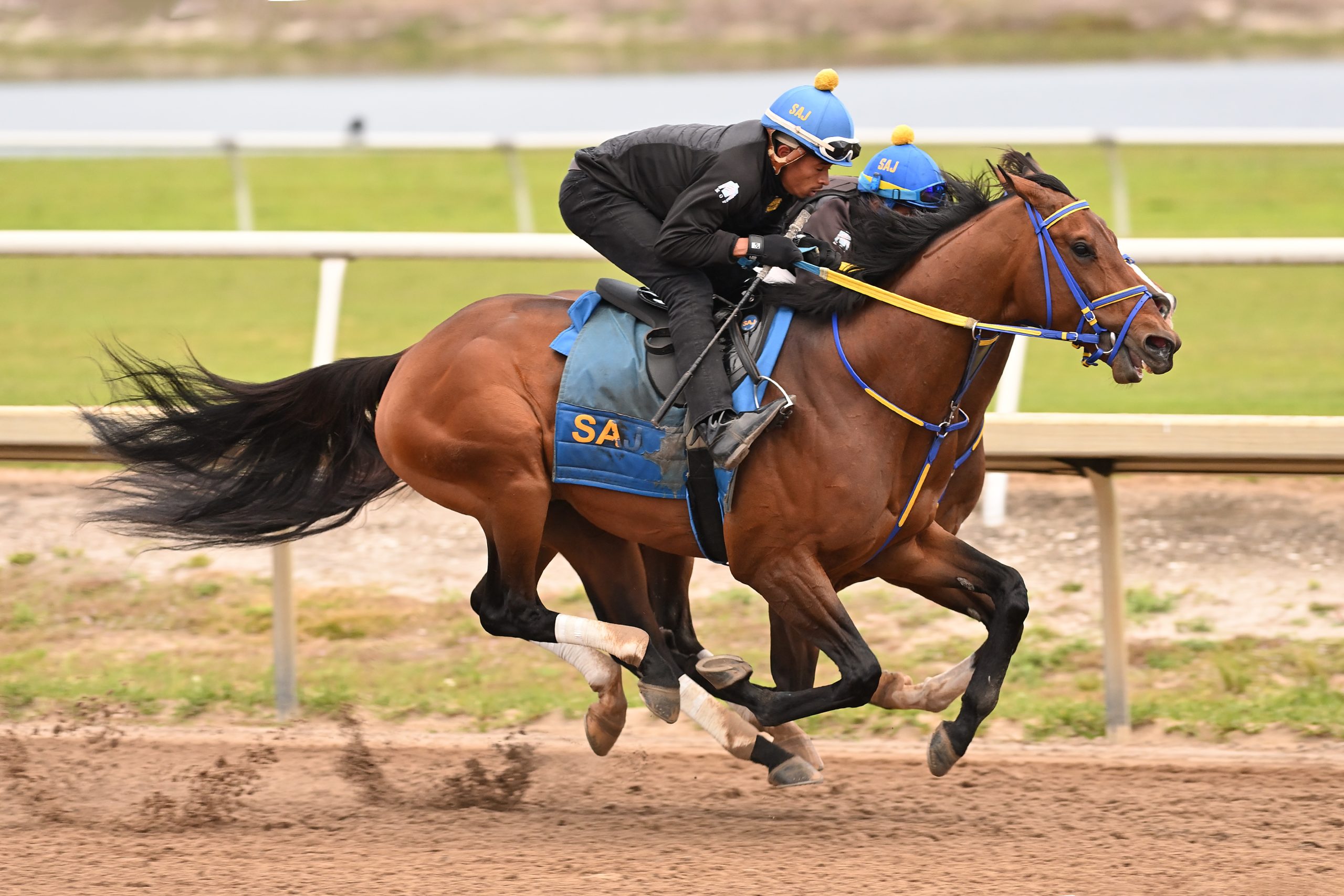 Los contendientes de la jornada de las Pegasus World Cup entrenan el viernes