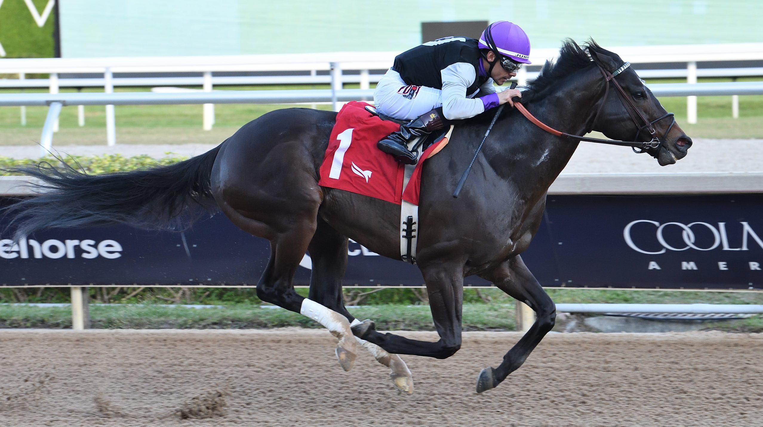 WOUND UP se prepara para el Gulfstream Park Sprint del sábado