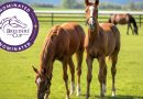 El 28 de febrero es la fecha de cierre para las Nominaciones Tardías de las Breeders´Cup