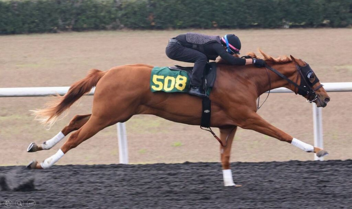Hijos de DRAIN THE CLOCK y GOLDEN PAL fueron los más rápidos en el día 3 en OBS