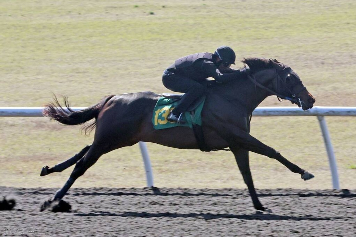 Hijo de ARMY MULE destaca en el primer día del Unde Tack en Ocala