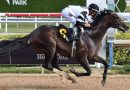 CHIEF WALLABEE asume el rol de favorito en el Florida Derby