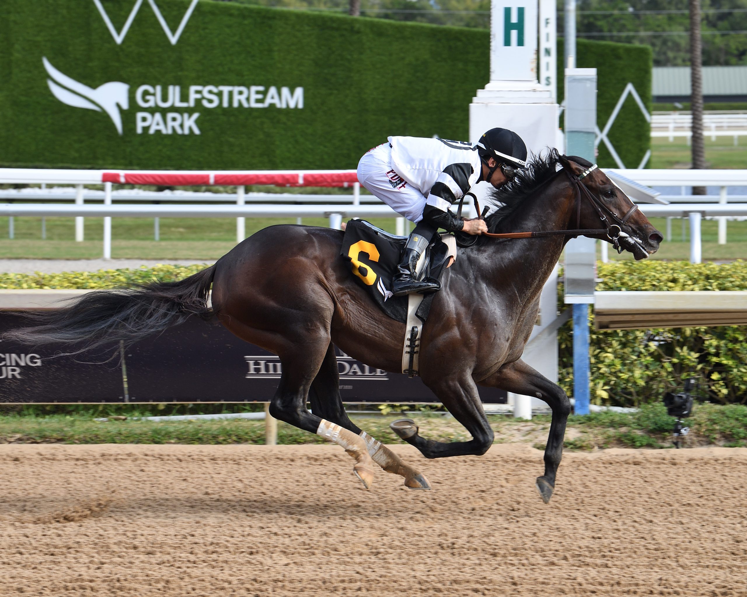 CHIEF WALLABEE asume el rol de favorito en el Florida Derby