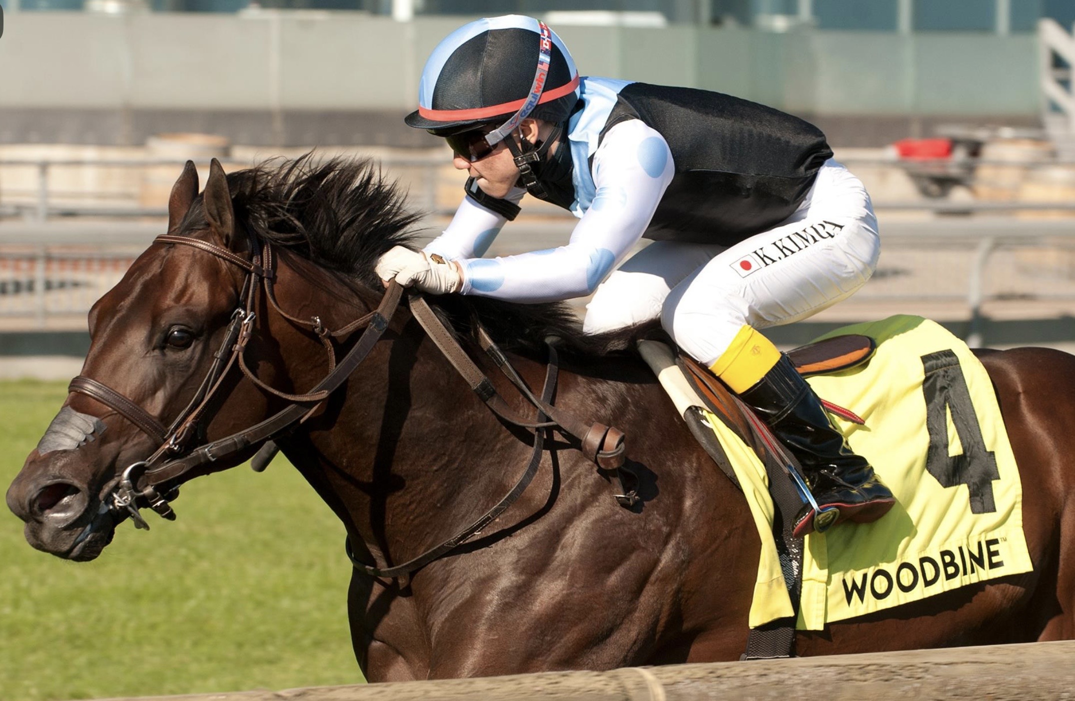 Haras HM y La Celeste anuncian la llegada del Campeón GRETZKY THE GREAT a Venezuela