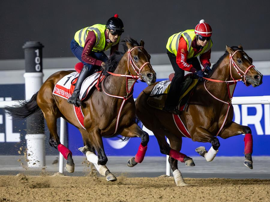 Las superestrellas Forever Young, Calandagan y Rebel’s Romance, entre los probables participantes de la jornada de la Dubai World Cup