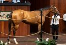Una hija de BOLT D’ORO brilla en el marcador y lidera el tercer día de la Venta de Abril de OBS