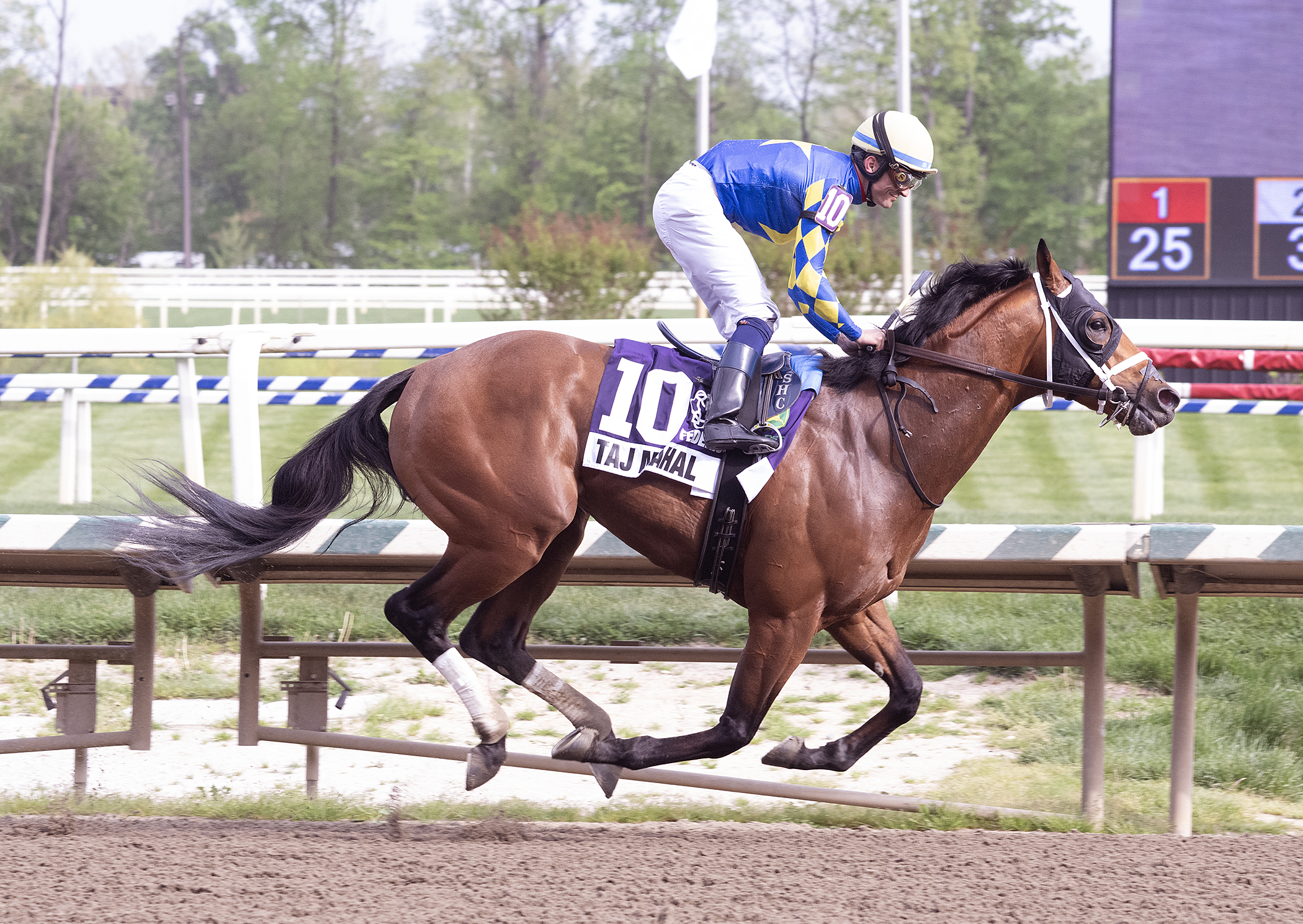 TAJ MAHAL rumbo al Preakness tras su victoria en el Tesio