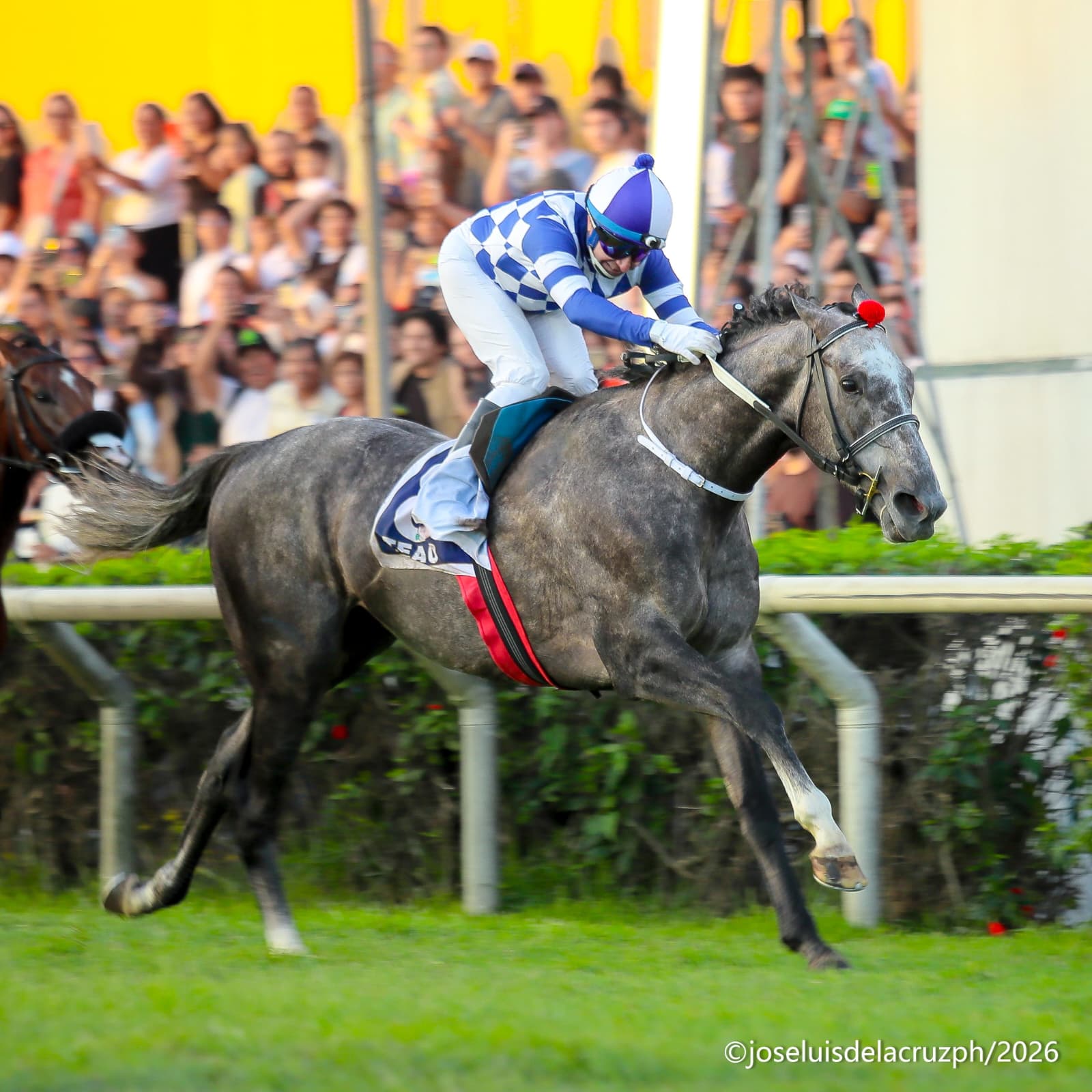 El potro chileno TEAO atropelló con mucha fuerza en el Gran Premio Latinoamericano (G1)