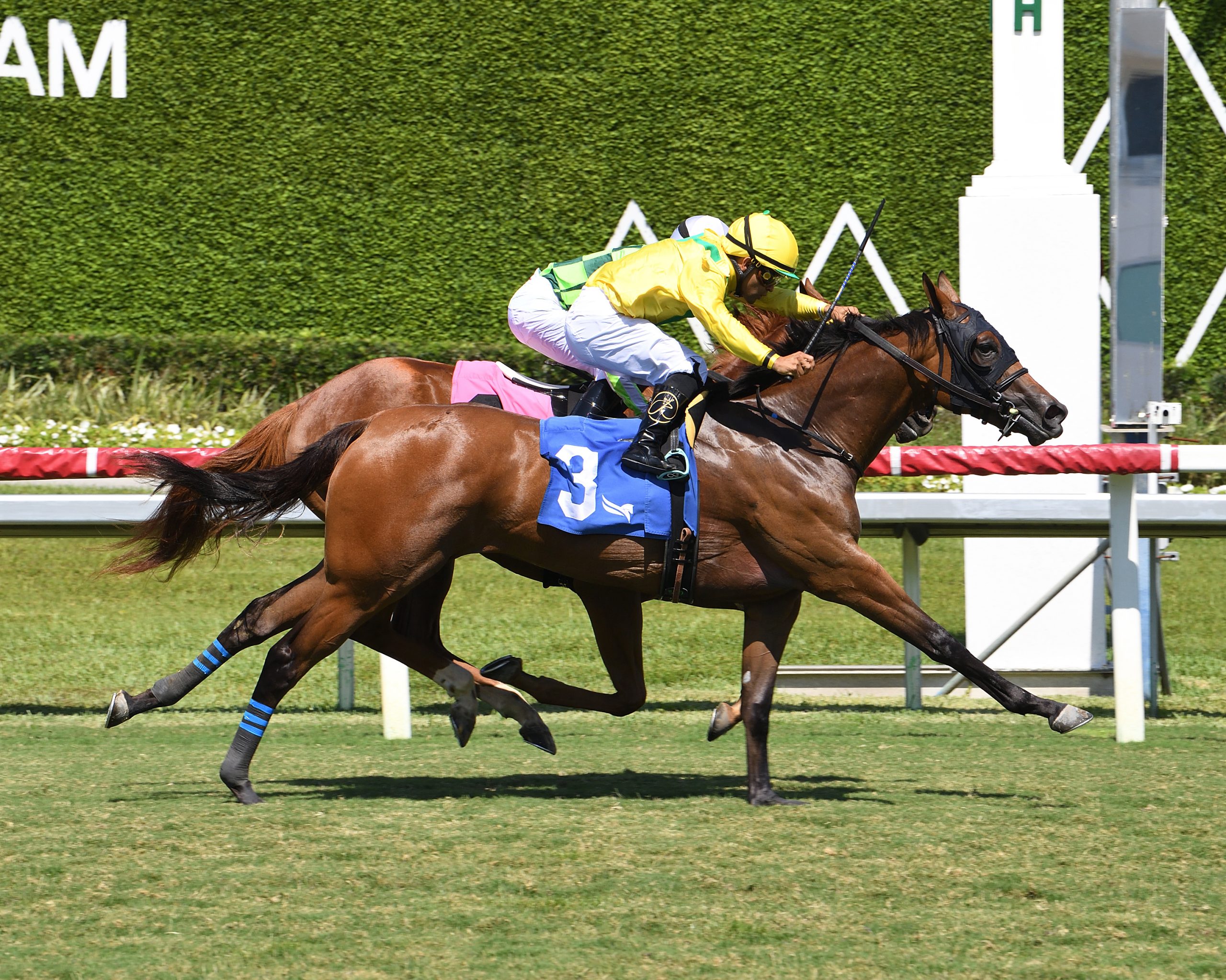 CELTIC DISPUTE logra una leve sorpresa en el Royal Palm Juvenile